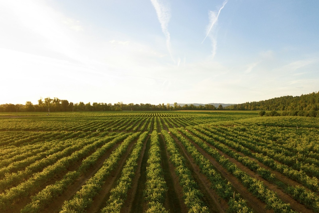 Anàlisi d'afectacions agràries