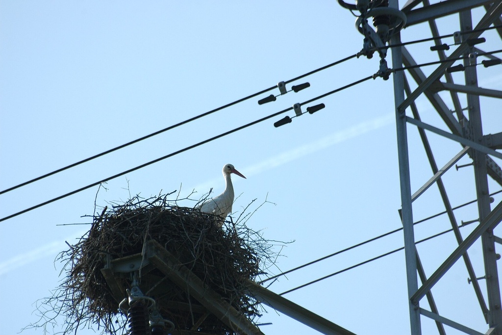 [PRO.36] Report for nest removal from telecommunications towers