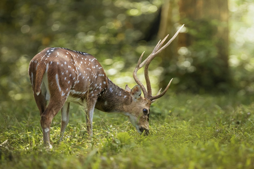 Medio natural: fauna, flora, biodiversidad y capacidad de acogida